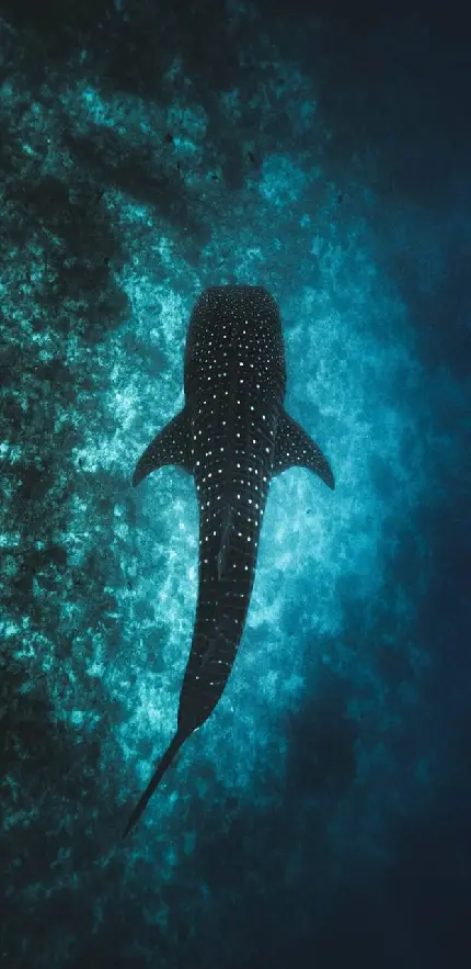 عکس کوسه نهنگ یا وال کوسه جالب ترین حیوان دریایی با بهترین کیفیت 