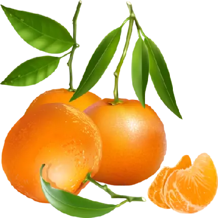 دانلود عکس نارنگی منبع خوبی از مواد مغذی ضروری png