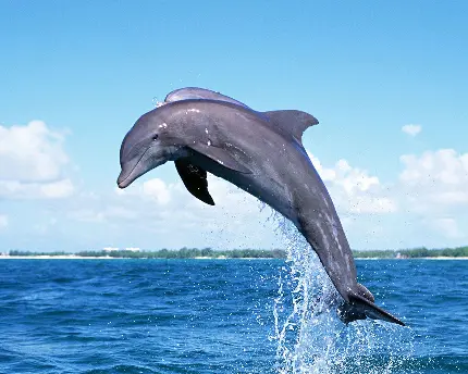 استوک رایگان پرش خیره ککنده دلفین در اقیانوس ها
