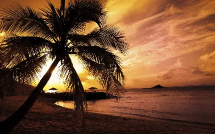 خفن ترین تصویر درخت نخل در ساحل شنی دریایی با آسمان غروب آفتاب دلگیر و غمگین 