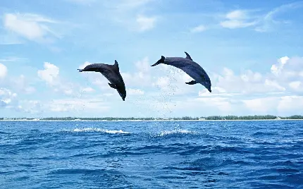 دانلود تصویر پرش دو دلفین در بکگراند اسمان آبی