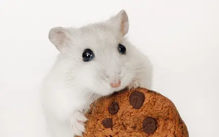 عکس موش گوگولی سفید در حال خوردن کوکی و بیسکوئیت 