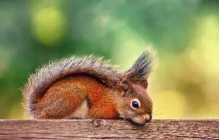 دانلود جدیدترین تصویر زمینه ها از سنجاب های قرمز وحشی