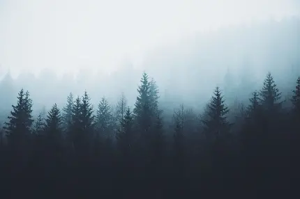 تصویر زمینه جنگل درختان کاج در هوای ابری و مه آلود