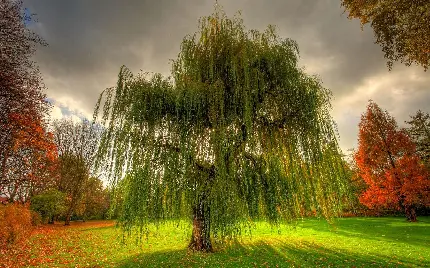 تصویر زمینه های درخت بید مجنون در مناظر طبیعی چشم نواز