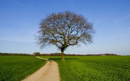 عکس تماشایی از جاده ی باریک خاکی وسط مزرعه رویایی