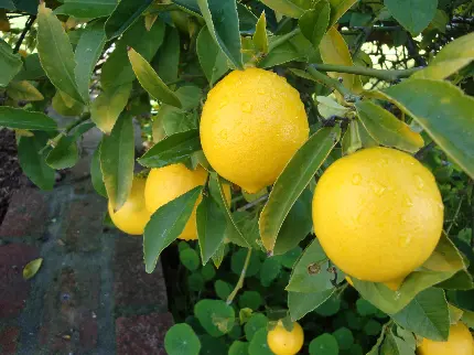 دانلود عکس با کیفیت لیمو ترش تازه در باغ لیمو به صورت رایگان