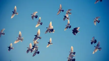 تصویر پرواز دسته جمعی پرنده ها برای کوچ به جاهای مناسب زندگی