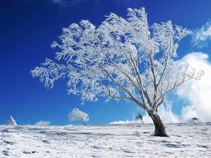 عکس تک درخت زمستانی با شاخ و برگ های یخ زده و پوشیده از برف