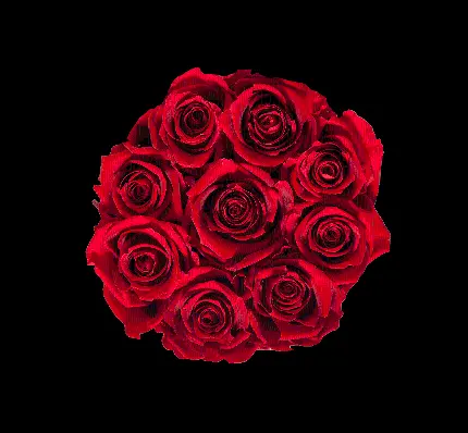 زیباترین عکس گل رز قرمز