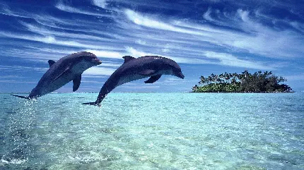 عکس فوق العاده با کیفیت از پرش بلند دلفین ها