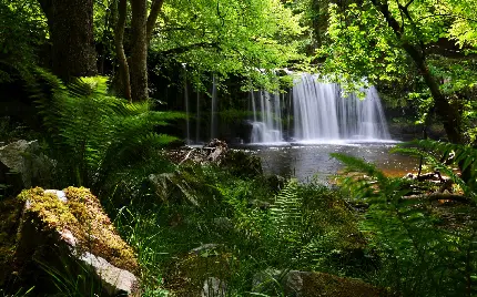 بک گراند سرسبز جنگلی پر درخت به همراه آبشار خروشان 