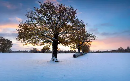 تصویر استوک ساده و رایگان درخت تنها با زمین برفی زمستانی 