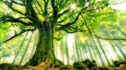 پس زمینه درخت جهان با ارتفاع شگفت انگیز در جنگل سرسبز