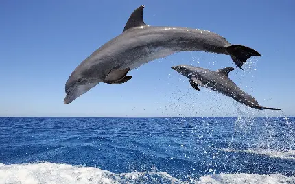 دانلود عکس برای کامپیوتر از پرش دلفین ها