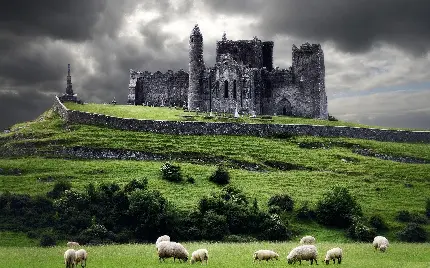 استوک عکاسی از قلعه ی قدیمی و گوسفند های درحال چرا در اروپا