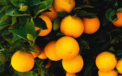 عکس استوک درخت میوه پرتقال سرشار از ویتامین c برای چاپ در مجله 