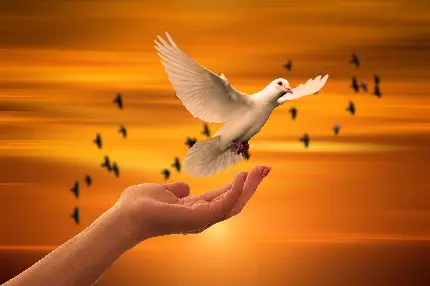 پس زمینه پرواز کبوتر های نماد صلح برای ساخت استوری و پست 