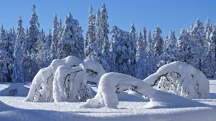 طبیعت زسمتانی و برفی با آب و هوای یخبندان 