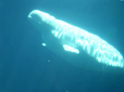 عکس پس زمینه از نهنگ بلوگای سفید در زیر آب های عمیق 