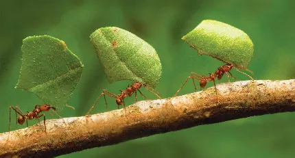 عکس جالب مورچه های بادوام و سازگار با شرایط متغیر