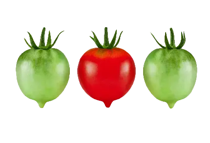 تصویر دوربری شده گوجه قرمز و سبز نرسیده با فرمت پی ان جی