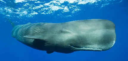عکس نمای نزدیک از نهنگ گوژپشت یا نهنگ کوهان‌ دار در اقیانوس