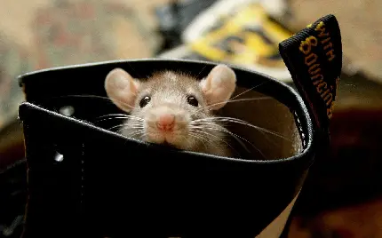 والپیپر بچه موش فوق العاده کیوت جا شده در چکمه