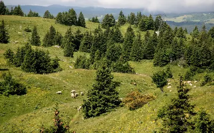 درخت کریسمس از کجا بخرم