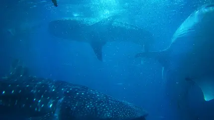 عکس اچ دی HD کوسه نهنگ whale shark برای تصویر زمینه 