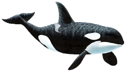 دانلود تصویر نهنگ واقعی بدون والپیپر با کیفیت بالا 