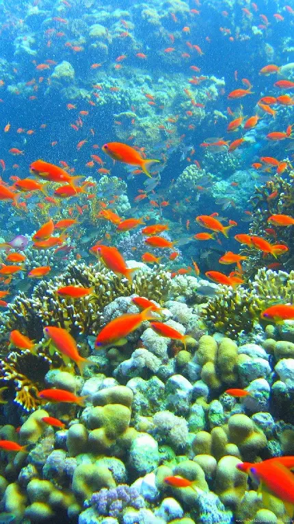 عکس ماهی های قرمز پراکنده در اطراف صخره های مرجانی