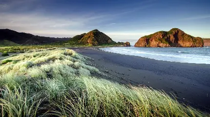 عکس فوق العاده با کیفیت از چمن ساحلی شاداب و پرطراوت
