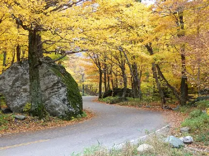 تصویر زمینه جذاب و دیدنی طبیعت و درختان پاییزی با برگ های زرد 