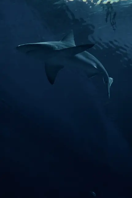 عکس کوسه نهنگ یا وال کوسه Whale shark بزرگترین حیوان دریایی 