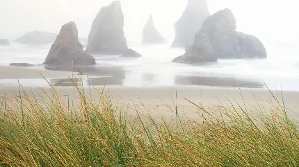 تصویر چمن در کنار ساحل عجیب با تخته سنگ های جالب