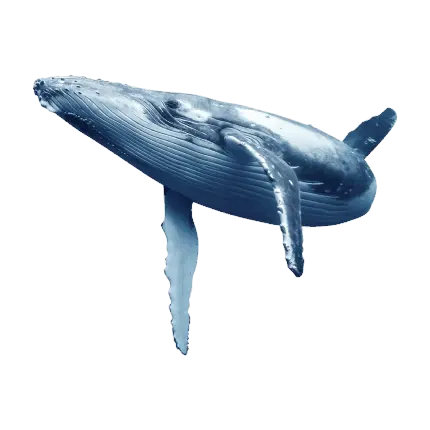 دانلود رایگان تصویر نهنگ واقعی دور بری شده بدون بکگراند 