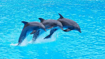 عکس استوک پرش سه دلفین در اب های شفاف 