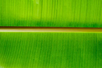دانلود عکس استوک برگ موز پهن به رنگ سبز روشن با کیفیت عالی