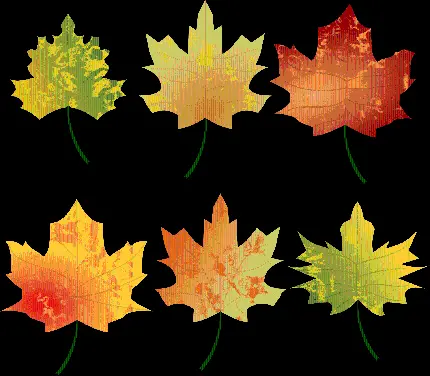 تصویر انواع برگ های پاییزی با رخ ها و رنگ های مختلف 