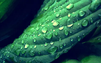 دانلود عکس رایگان و سه بعدی گیاه سبز خیس با کیفیت بالا 