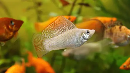عکس ماهی نقره ای با بال شیشه ای Poecilia velifera در آکواریوم