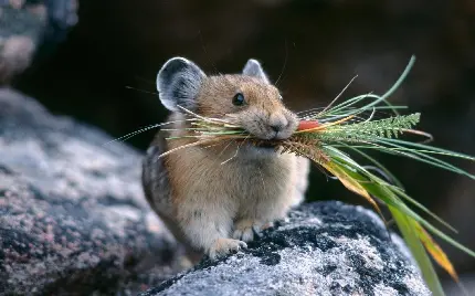 تصویر واقعی موش همستر درحال جمع آوری غذا با کیفیت بالا 
