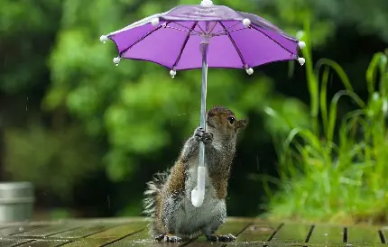 عکس کیوت و بامزه سنجاب پشمالو و گوگولی با چتر بنفش خوشگل زیر باران 