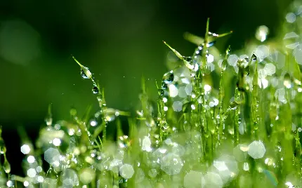 بکگراند نمایی از نزدیک قطره های باران روی علفزار و چمن سبز جوان 