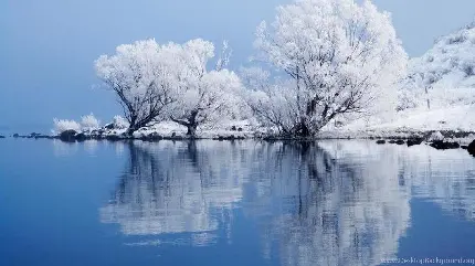 عکس با کیفیت درخت های بید مجنون در منظره برفی کنار دریاچه