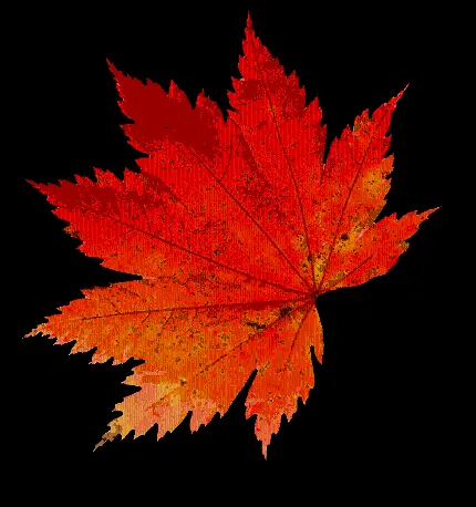 تصویر پی ان جی طرح یونیک برگ پاییزی قرمز با زمینه مشکی 