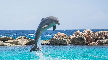 عکس زمینه با کیفیت بالا برای دسکتاپ از پرش دلفین