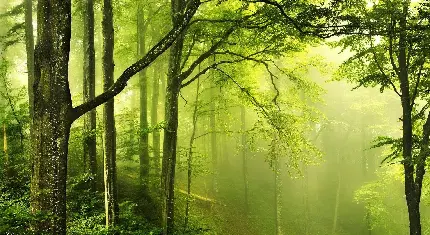 عکس زمینه از درختان جنگلی با منظره ای مه آلود 