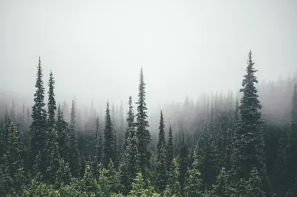 دانلود بک گراند جنگل درخت های کاج در هوای مه آلود و ابری